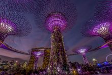 Singapore Supertree Grove 