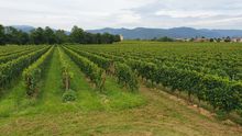 Franciacorta vineyards, Lombardy