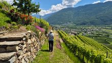 Walk through terraced vineyards and hamlets in Lombardy