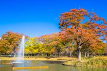 Yoyogi Park Tokyo