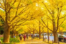 Ginko trees in Tokyo Autumn