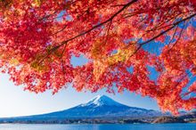 Mt Fuji in Autumn