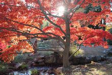 The Richmond Region is an unexpected destination for leaf peeping.