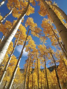 Leaf Peeping in Arizona - Flagstaff - Inner Basin Trail