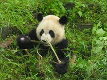 Panda, at Chengdu panda research base