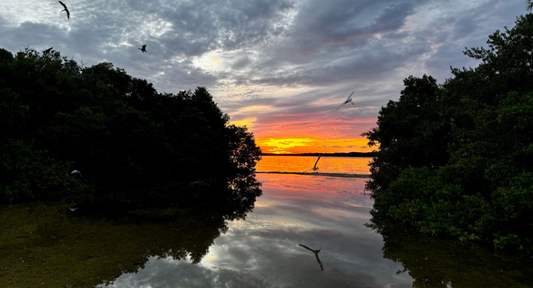 A flock of ibis swoops in for a landing at sunrise in mangrove trees at Garden Cove in north Key Largo on Tuesday, Oct. 15. Photo Credit: JoNell Modys