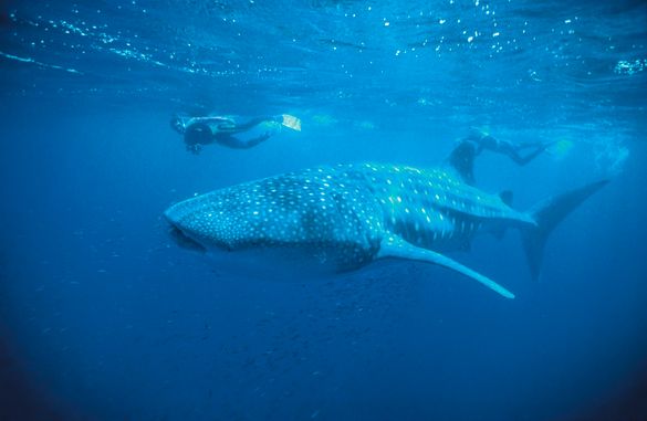 Whale shark Whale shark