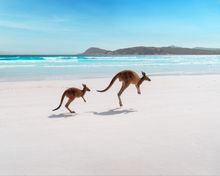 Kangaroos at Lucky Bay, Cape Le Grand National Park (Tourism Western Australia)