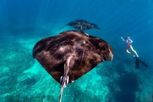 Manta rays (Manta birostris), in Ningaloo Marine Park (Tourism Western Australia)