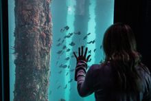 Underwater Observatory, Busselton Jetty (Tourism Western Australia)