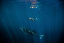 Swimming Whale Shark (Rhincodon typus), Ningaloo Marine Park (Tourism Western Australia) 