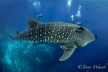 Divers swimming alongside a enormous whale shark 