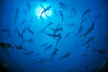 Huge school of hammerhead sharks close to the surface