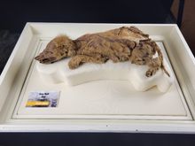 Zhùr, the mummified wolf pup at the Beringia Interpretive Centre