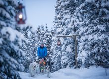 Sky High - dog sledding in Yukon 