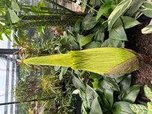 Corpse plant