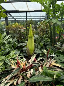 Corpse plant