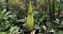 Corpse plant