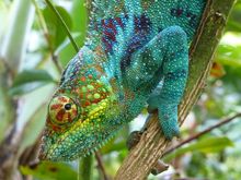 HYBRID HOLIDAYS - Panther Chameleon, Madagascar