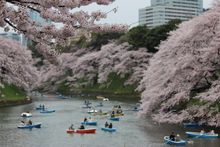 TOP 5 DESTINATION - Japan, Cherry blossoms at Imperial Palace, Tokyo