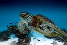 Turtle at Ningaloo Reef