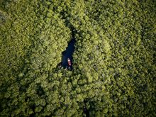 Exploring the fascinating mangroves by kayak