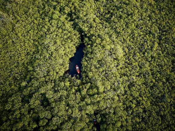 Exploring the fascinating mangroves by kayak