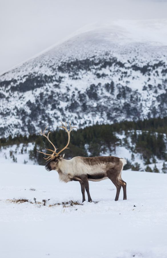 Reindeer in The Cairngorms National Park