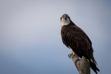 An osprety is seen near Kingston Dam in Pennsylvania's Laurel Highlands.