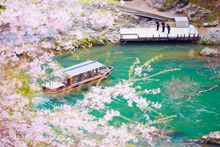 [HOSHINOYA Kyoto] Cherry blossoms and shuttle boat