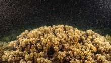 Coral spawning at Moore Reef on The Great Barrier Reef.