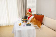 Conrad Singapore Orchard - Festive Pawfect Getaway 3