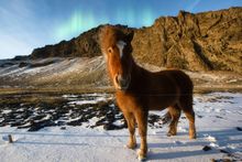 Brown horse standing on snowy terrain in Iceland with northern lights in the sky behind it