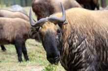 Takin is the National Animal of Bhutan