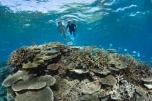 Lady Elliot Island