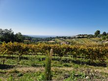 On Foot Holidays - Northern Provence - autumn vines