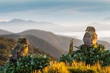 Tuatapere Hump Ridge Track - Southland New Zealand 