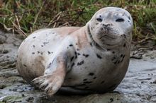 A curious harbor seal is one of the many marine mammals in the Monterey Bay