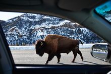 Bison often travel on the paved road to Yellowstone National Park, making it easy for visitors to observe these massive animals.