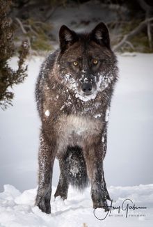 Wolves are especially fun to observe in the winter against a snowy backdrop. 