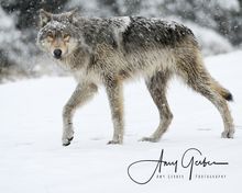 2025 marks the 30th anniversary of the beginning of wolf restoration to Yellowstone National Park. 