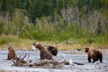 Katmai National Park is known for its bear viewing opportunities.