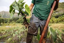  Close-up of kalo pulled from a loi kalo (taro patch) 