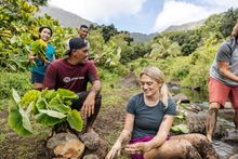 Rick Barboza of Papahana Kuaola and volunteers clean harvested kalo (taro) in a stream 