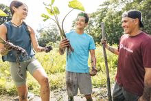 Rick Barboza of Papahana Kuaola and volunteers harvest kalo (taro) from a loi 