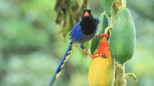 pega-azul-de-Taiwan (urocissa caerulea)