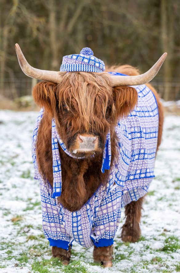 COME COO-RIE IN: Julie the Highland 'super moo-del' cow, from Newton Farm Holidays & Tours, is set to inspire visitors to wrap up warm and explore Scotland in winter, wearing a bespoke garment with a Scottish design created by knitters from the A’ The Air