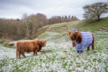 COME COO-RIE IN: Julie the Highland 'super moo-del' cow, from Newton Farm Holidays & Tours, is set to inspire visitors to wrap up warm and explore Scotland in winter, wearing a bespoke garment with a Scottish design created by knitters from the A’ The Air