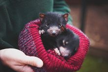 Tasmanian devil joeys