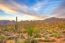 The sun rises over a colorful Sonoran Desert.